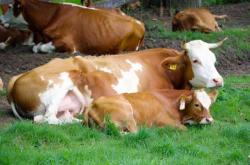 母牛掉球有什么方法解决