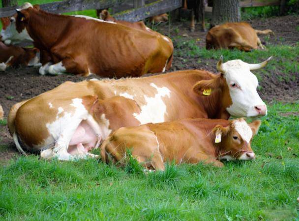 母牛掉球有什么方法解决